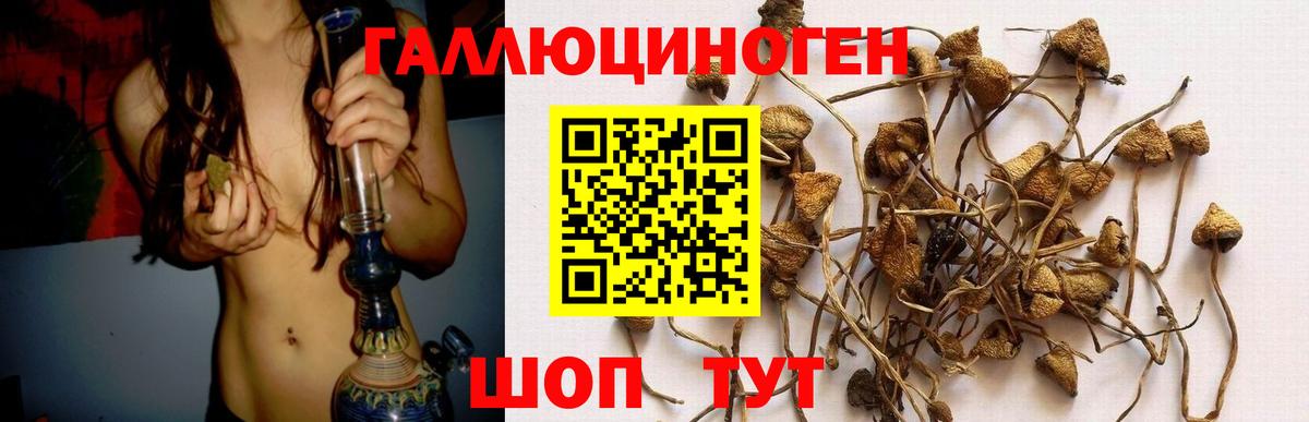 Псилоцибиновые грибы Cubensis Строитель
